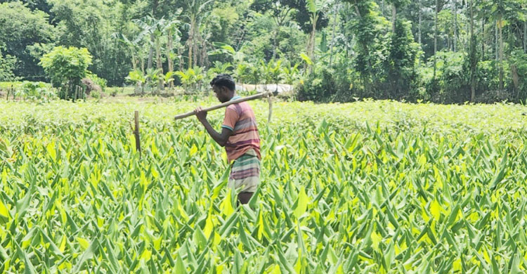 সংগৃহীত ছবি