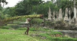 হিলি-বিরামপুরে পাটের বাম্পার ফলন, বাড়তি দামে হাসি কৃষকের মুখে
