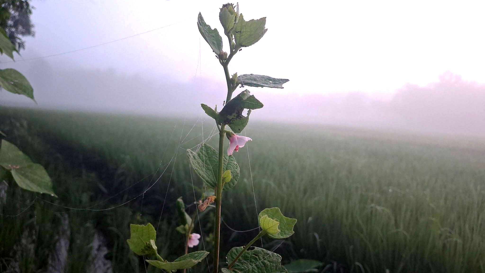 হেমন্তের আবেশে চায়ের রাজ্য, কড়া নাড়ছে শীত