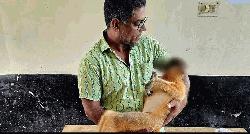 শ্রীমঙ্গল চা বাগানে বিদ্যুৎস্পৃষ্টে সোনালী হনুমানের মৃত্যু