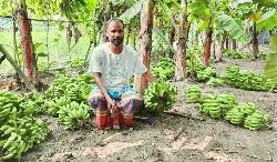 ধনবাড়ীতে ২ লাখ টাকার কলার কাঁদি কেটে ফেলার অভিযোগ