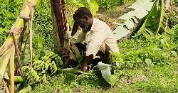 রাতের আঁধারে এক হাজার কলাগাছ কর্তন, নিঃস্ব কৃষক