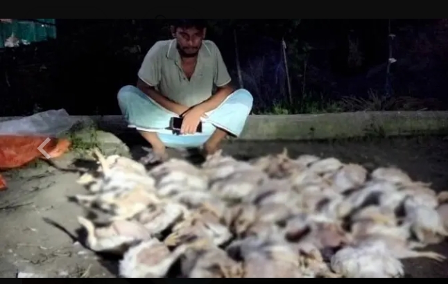 সংগৃহীত ছবি