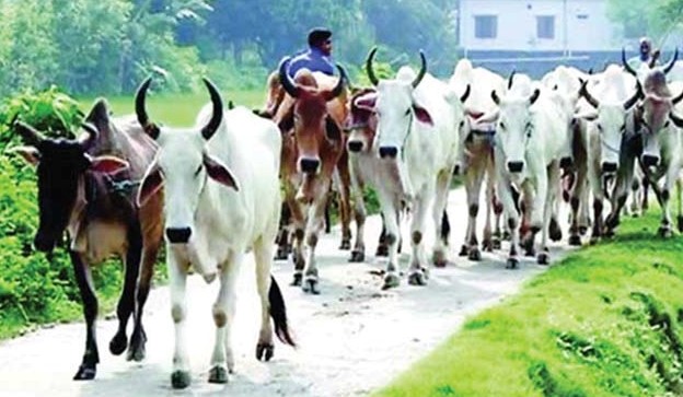 সংগৃহীত ছবি