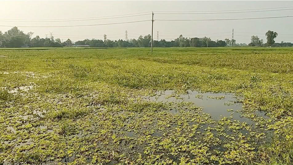 জলাবদ্ধতায় সিরাজগঞ্জের বেলকুচিতে ৫ হাজার বিঘা তিন ফসলি জমি অনাবাদি, বিপাকে হাজারো কৃষক