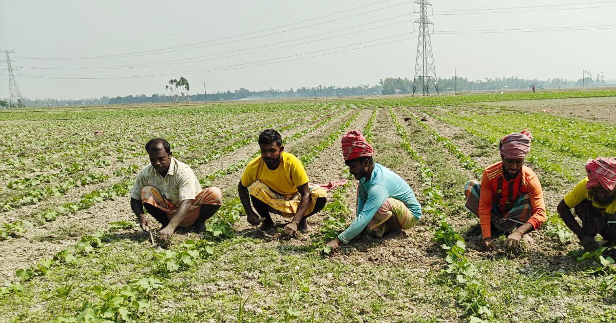 সিরাজগঞ্জের উল্লাপাড়ায় খিরা চাষে লাখপতি হওয়ার স্বপ্ন দেখছেন কৃষক নেকবার